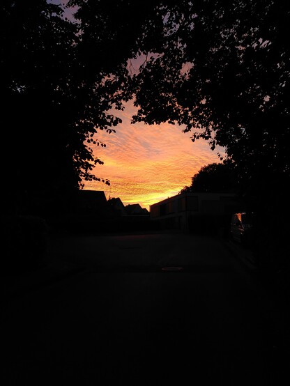 Von der Abendsonne rötlich-gelblich angestrahlte Wolken im dunklen Rahmen der Bäume.