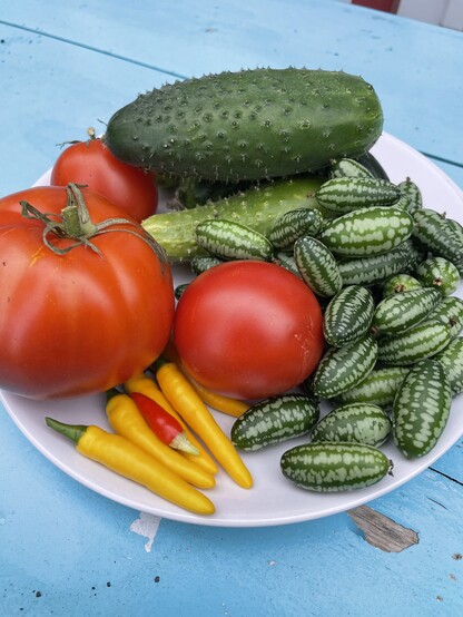 Bordje met de oogst van vandaag uit de moestuin: 3 tomaten, 3 komkommertjes, 5 gele citroenpepertjes, 1 rood pepertje en een volle hand vol met Mexicaanse komkommertjes.