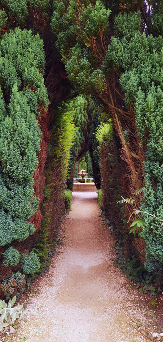 Tunnel of conifer trees looking toward a foutain in the distance.