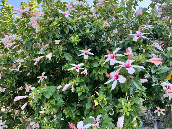 Hibiscus plant full of white and pink plowers. 