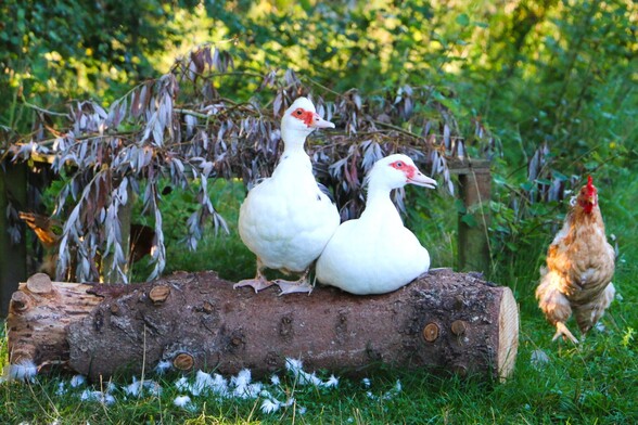 Die Enten Jente und Polente auf ihrem „Balkon“ am Teich im Land der Tiere