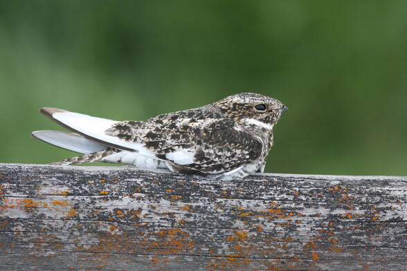 A nighthawk perched on a horizontal wooden fence, the mottled plumage of the bird matching the worn and lichen-encrusted old fence. The bird lacks pigment in some feathers, leaving them white in stark contrast to the rest of its plumage: two greater coverts, an alula feather, and all the visible primaries except p9.