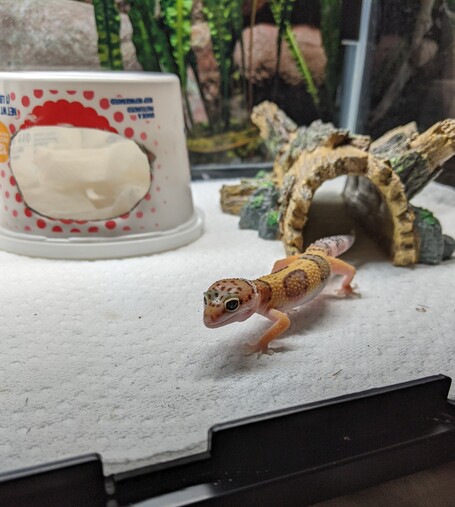 Small leopard gecko walking out of its hide.