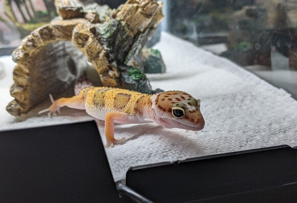 Small leopard gecko looking for mealworms.