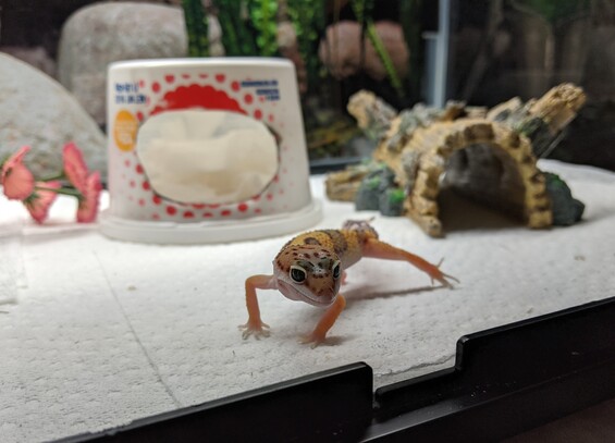 Small leopard gecko with its leg sticking out.