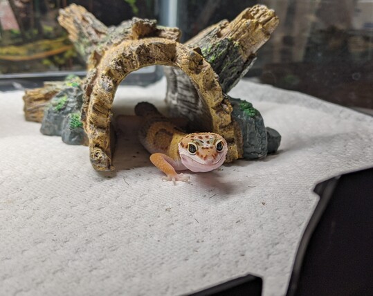 Small leopard gecko peaking it's head out of its hide.