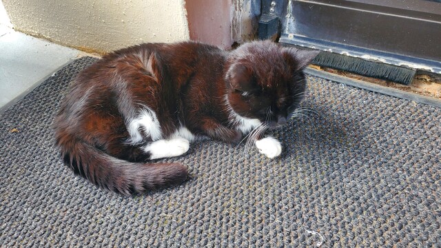 Old black and white cat laying on gray carpet just outside an automatic door.