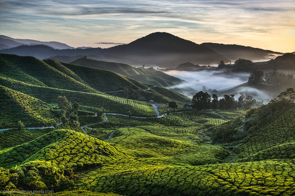 A colour photograph of a tea plantation in Cameron Highlands, Malaysia. The low morning sun highlights the texture of the tea plants while low morning mist lingers in the valley.