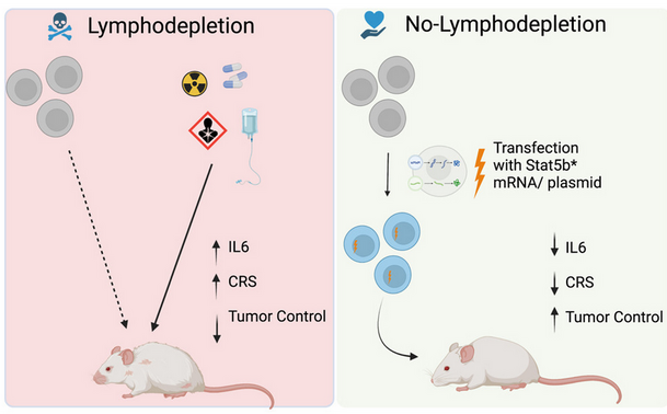 Title: Efficient T cell adoptive transfer in lymphoreplete hosts mediated by transient activation of Stat5 signaling

Graphical abstract: CAR-T-cell immunotherapy  with / without lymphodepletion.

Source: https://www.cell.com/molecular-therapy-family/molecular-therapy/fulltext/S1525-0016(23)00395-7