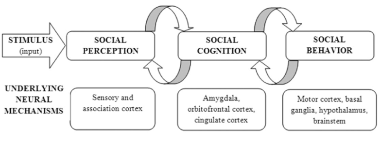 https://www.researchgate.net/figure/Component-processes-of-social-cognition-and-their-neural-correlates_fig1_313325849