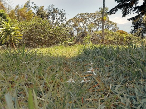 Nuances of nature. 
#beautiful_nature #beautiful_trees #explore #Cloud  #Field #Grass #Green #Growth #Landscape  #Leaf #Outdoors #Nature #Plant #RuralArea #ScenicsNature  #snap_allnature #snap_alltrees #snap_colours #snap_country #snap_depthoffield #snap_foggy #snap_mobile #snap_landscape #Sky #tranquility #Tranquility #Tree