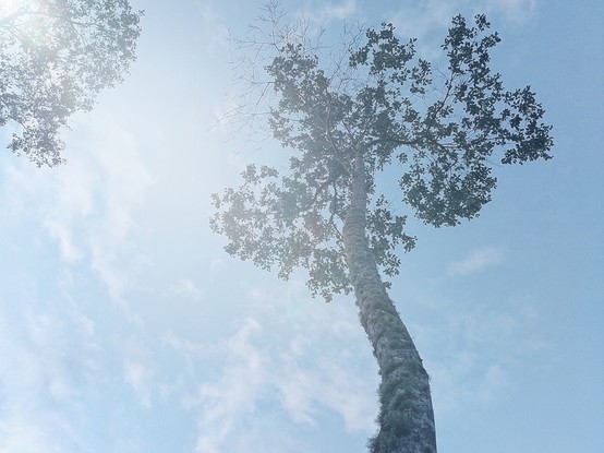 Sunlight. 
#beautiful_nature #beautiful_trees #bluesky  #explore #Cloud  #Field #Grass #Green #Growth #Landscape  #Leaf #Outdoors #Nature #Plant #RuralArea #ScenicsNature  #snap_allnature #snap_alltrees #snap_colours #snap_country #snap_depthoffield #snap_foggy #snap_mobile #snap_landscape #Sky #sunligh #tranquility #Tranquility #Tree