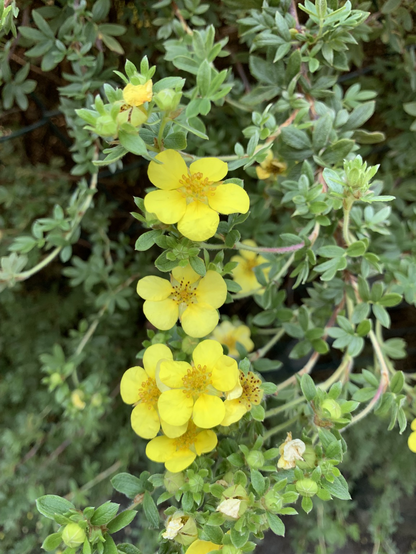 Gelbe Blüten, fünfblättrig, fingerartige grüne Blätter am Strauch des Rosengewächses