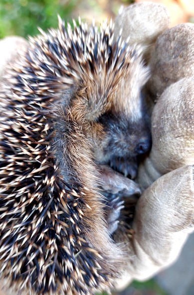 Poor little critter 