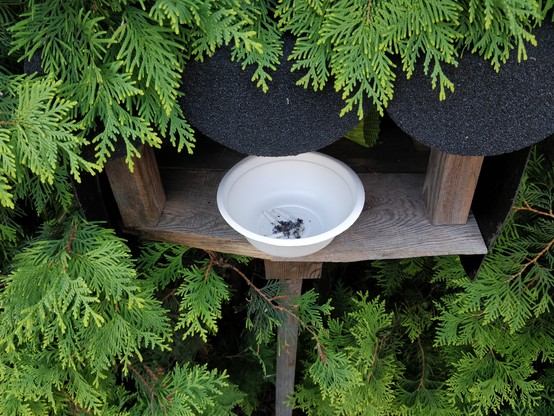Cigarette butts inside a paper disposable dish inside a wooden birdhouse with roofing felt on top surrounded by juniper.