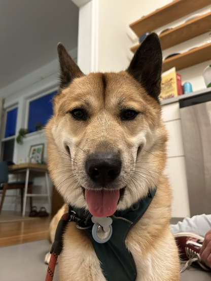 a goofy jindo dog with his tongue out 