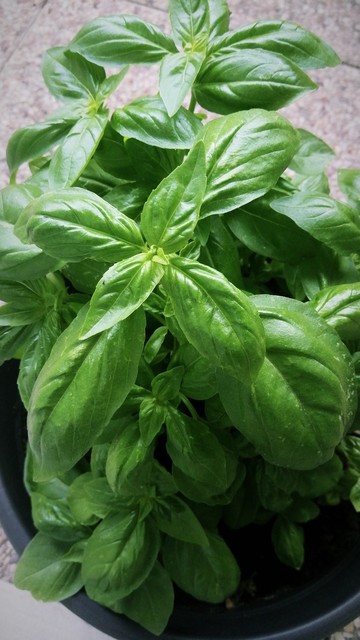 Photo d'un énorme pied de basilic bien vert dans son pot, il a 4 mois, on aperçoit un tout petit pied sous le gros