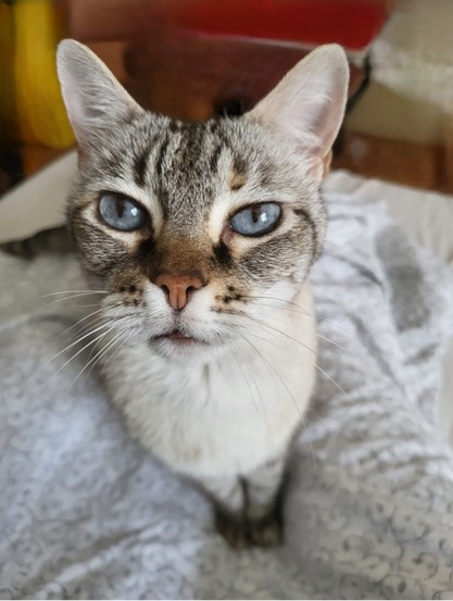 Cremeweiß-graugetigerte Katze mit blauen Augen und rosa Nase blickt sanft-entspannt in die Kamera. Sie sitzt auf einem Teil einer cremeweißen Bettdecke.