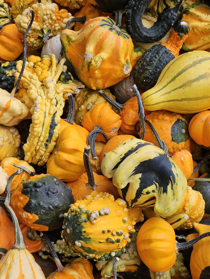 Gourds of various colors, textures, and shapes. Colors are easiest to describe, greens ranging from almost black to light pale green. Yellows from almost white to very orange. Texture is a bit trickier, smooth to lumpy, bumpy, and knobby. Shape is all over the place, nearly spheroid, variations on cone and cylinder, some bent and twisted. Stems range from short and fat, to long and thin. A basket of these things is entertaining viewing.