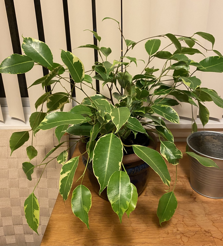 Ficus plant 