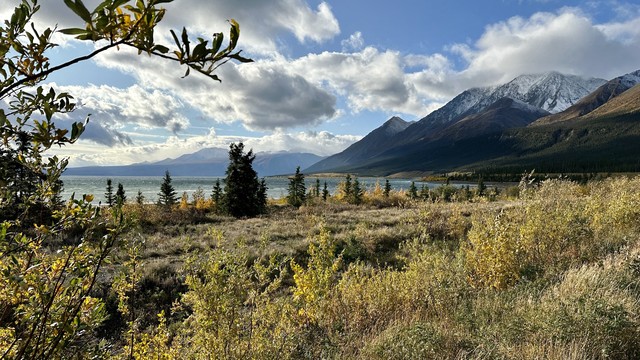 Der Kluane Lake zeigt sich hinter Büschen und Sträuchern unter blauem Himmel mit grossen Wattewolken. Die Berggipfel sind frisch verschneit.