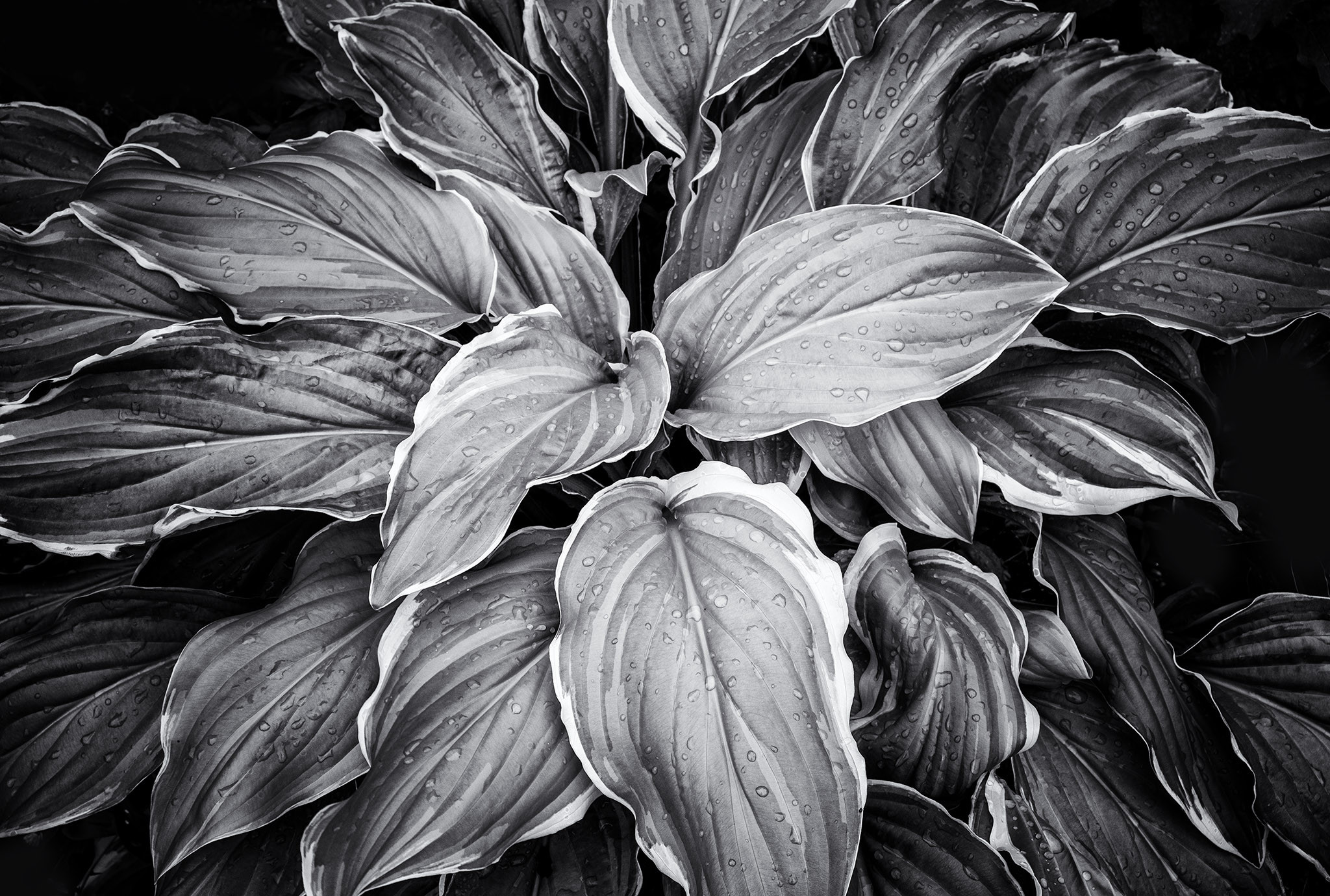 Black and white photo of a plant with large leaves trimmed in white with prominent veins. 