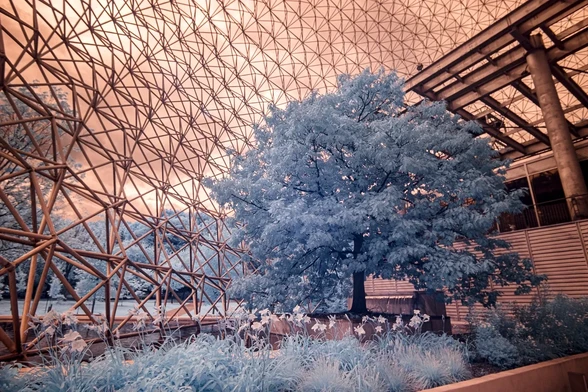 Tree growing inside biosphere 