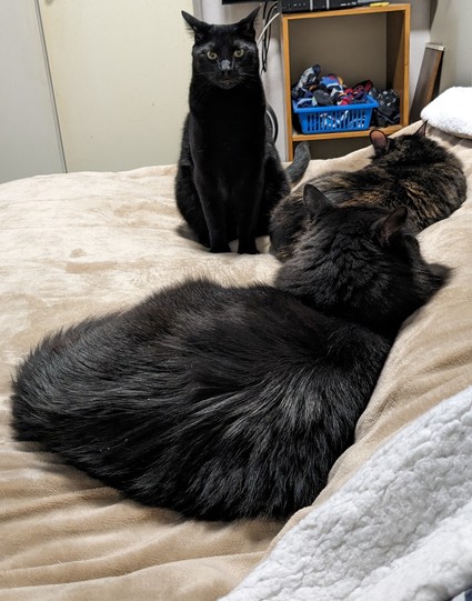 Three black cats on my bed, a normal thing to wake up to 