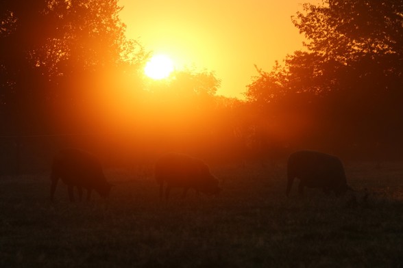 Ein Sonnenaufgang im Schafland im Land der Tiere