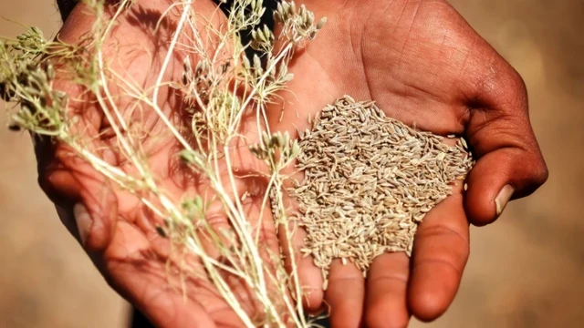 cumin seeds