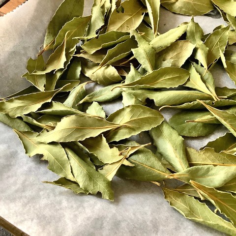 Lots of dried bay leaves on a baking sheet covered with baking paper
