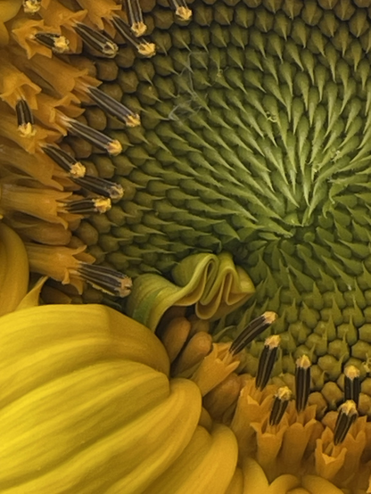 Close up of the bottom quarter of sunflower. One of the petals is accordion folded into the face like a yellow squiggle. 