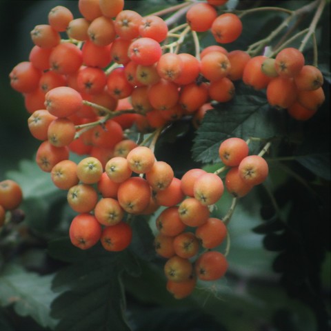 Clusters of small orange fruit hang from a tree with dark green leaves.