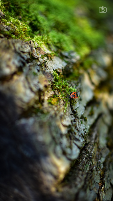 Tight focus on bright red firebug crawling through green moss on a fallen tree, with surrounding image blurry
