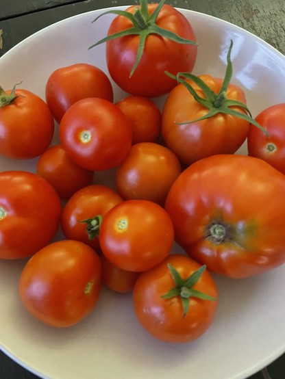 Tomaten uit de moestuin 