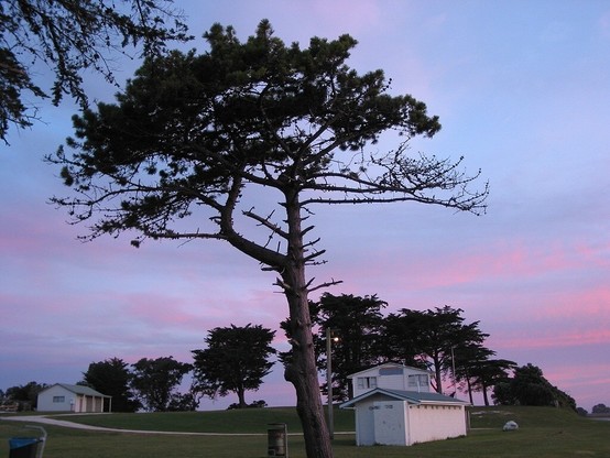 A pine tree on a green near the beach at Clarks Beach campground during sunset. The clouds in the sky were illuminated in a magical color, I cannot describe it properly, something like velvet violet