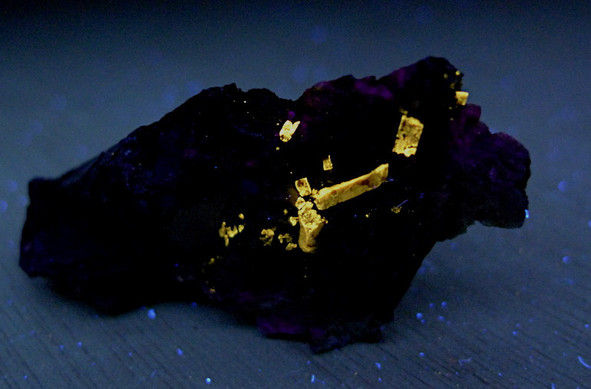 A dark rock sits on a dark bluish background. Within the dark rock, large, bright golden yellow crystals glow.