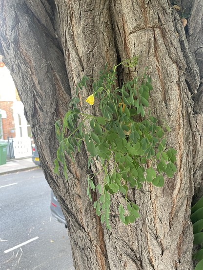 Deeply fissured grey bark of a Robinia tree, with a tuft of fern-like green leaves growing from one of the crevices. A couple of small tubular yellow flowers peek out from the leaves.