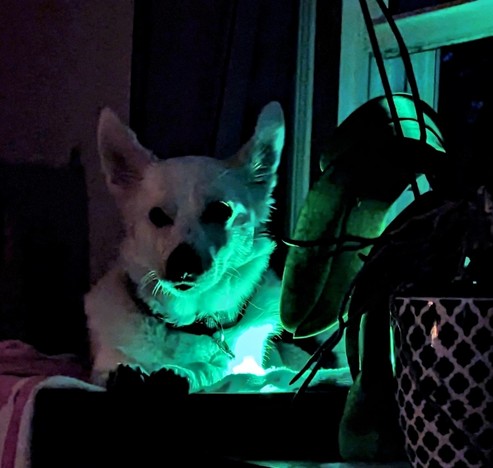 A white dog with a green led light on its collar sitting by a window in very low light conditions.
