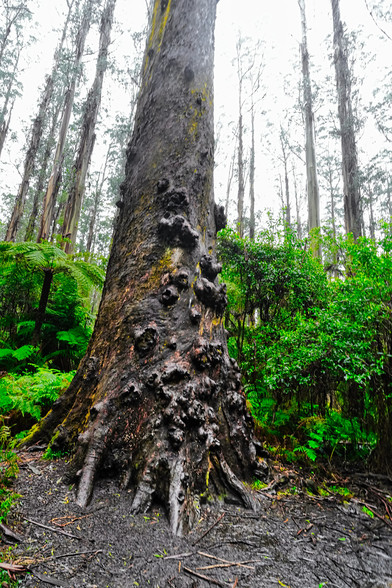 Sherbrooke forest trees are often thick. There are so many trees here as biofuel for future bushfire