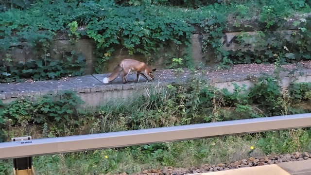 Farbfoto: Im Vordergrund ist eine Stromschiene der Berliner S-Bahn zu sehen, angeschnitten auch noch die Bahnsteig kante. Im Mittelgrund läuft ganz entspannt ein Fuchs auf einer Steinkante entlang. Im Hintergrund Böschung mit Grün. 