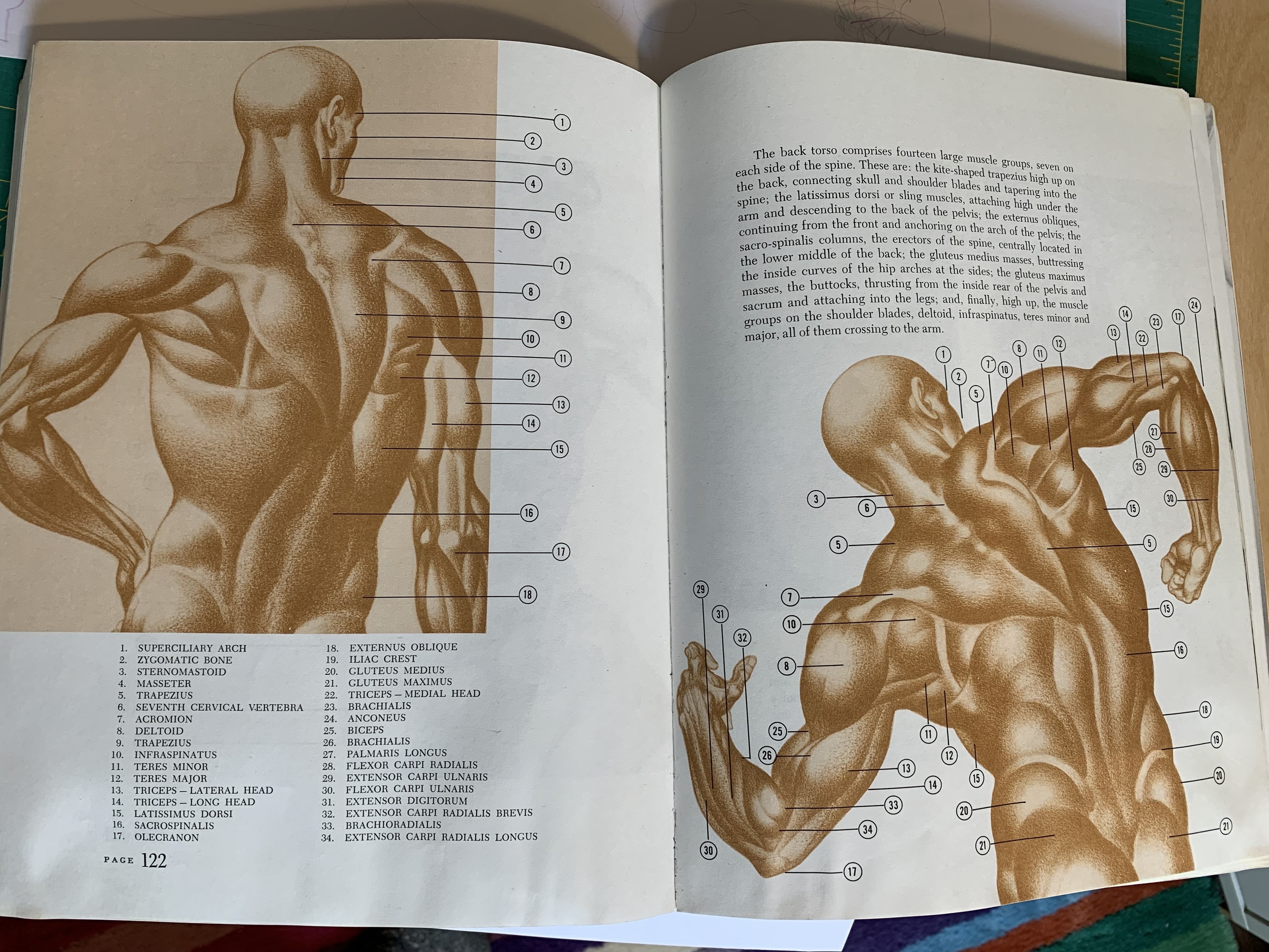 Classic Human Anatomy in Motion: The Artist's Guide to the