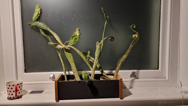 Cactus plants growing in pots on a windowsill