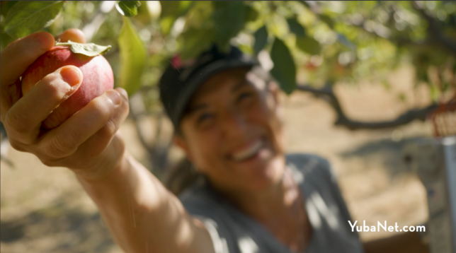 Sierra Harvest food gleaner picking apples at the Woolman Sierra Friends center.