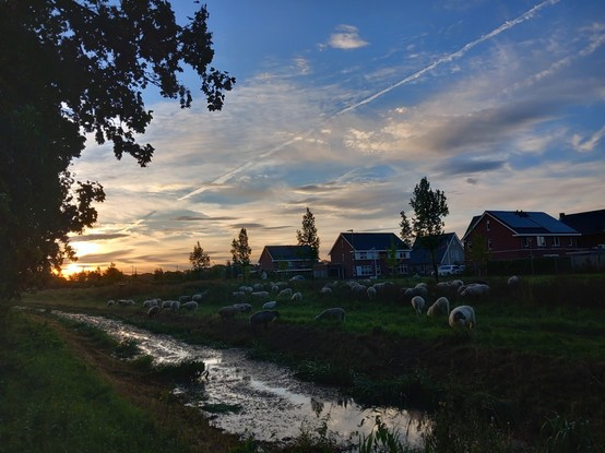 Zonsopkomst in de wijk Zuidbroek in Wierden. Op de voorgrond een sloot met daarachter grazende schapen. Daarachter staan huizen. Links de opkomende zon.