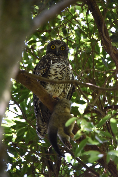 Powerful owl, bedecked in brown & white barred feathers sits in its usual feeding roost. At its feet is a dead ringtail possum about to be devoured. Great big yellow irises sets this pic perfectly. 
