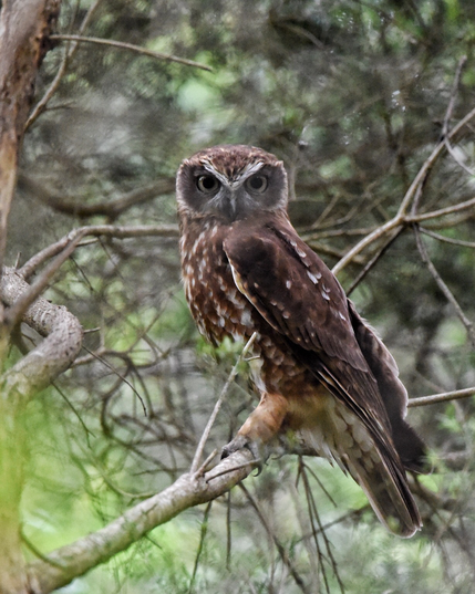 Small Southern Boobkbook owl, Australia’s smallest peel, resting on a branch after being chased be several energetic territorial birds. This is a lifer for me always wanted to see one, hear them often at height.