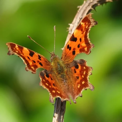 Gehakkelde Aurelia in de tuin op een stukje Kaardebol.  Fotootje  is van begin deze week. Mooi gespreide vleugels zodat de hakkeltjes goed te zien zijn.
Zou het het laatste bezoek van het jaar zijn?