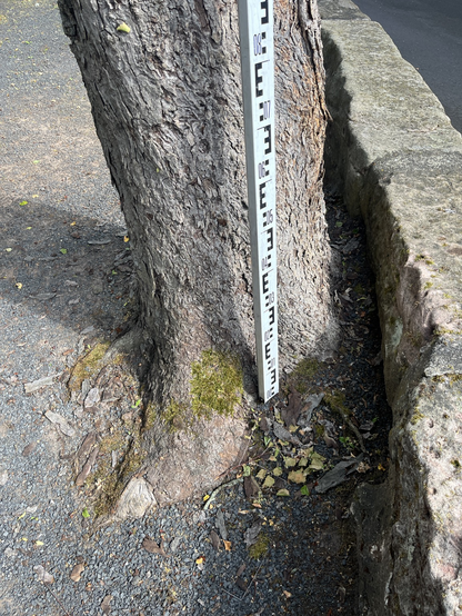 Baum in Schotterfläche 