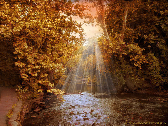 Golden autumn light shining on a river with golden leaves
By Jessica Jenney